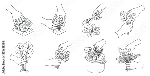 A collection of hands planting and nurturing various herbs and vegetables in minimalist line art style, suitable for gardening and eco-friendly themes