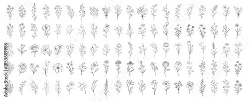 Hand drawn floral line art collection, botanical flower illustrations and wild plants in outline style, elegant sketch flowers for design decoration and branding on transparent background