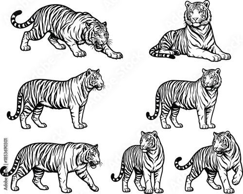 WebTiger silhouette illustration set, black and white vector style, wildlife, animal pose, jungle, predator, feline, nature, sketchTiger silhouette illustration set, 