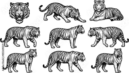 Tiger illustration set, black and white vector style, roaring head, crouching, walking, resting, predator, wildlife, feline, sketchTiger illustration set, black and 