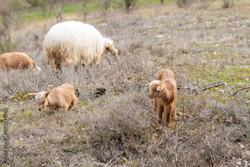 Sheep and lambs in the field