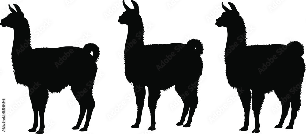 Naklejka premium Three striking llama silhouettes on a light background, showcasing their distinct profiles