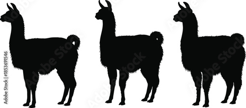 Three striking llama silhouettes on a light background, showcasing their distinct profiles