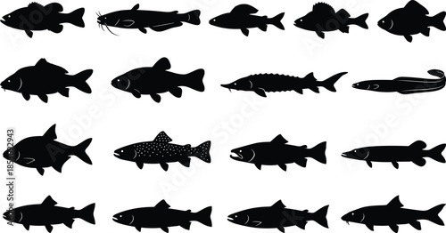 Set of freshwater fish silhouettes collection showing various species shapes isolated on white background for fishing, biology, and design use