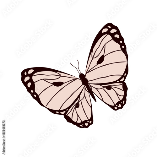 Black and white butterfly. Vector icon on white background