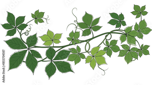 A delicate illustration of vibrant green vine leaves and curling tendrils
