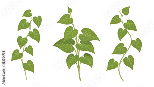 Three green vines with heart shaped leaves on a clean white background