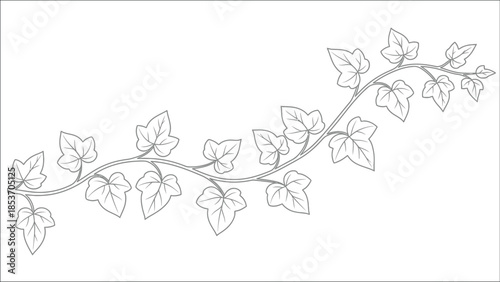 A delicate sketch of an ivy vine with detailed leaves and curving stem