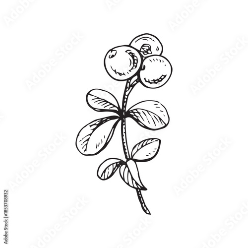 Black and white vector illustration of a cowberry branch. Hand-drawn ink line art in vintage engraving style. Suitable for botanical prints, packaging, labels, logos and decorative design.