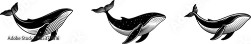 whale vector illustration collection isolated on white background
