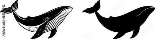 vector illustration of a whale isolated on transparent background