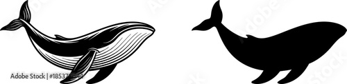 whale vector illustration silhouette
