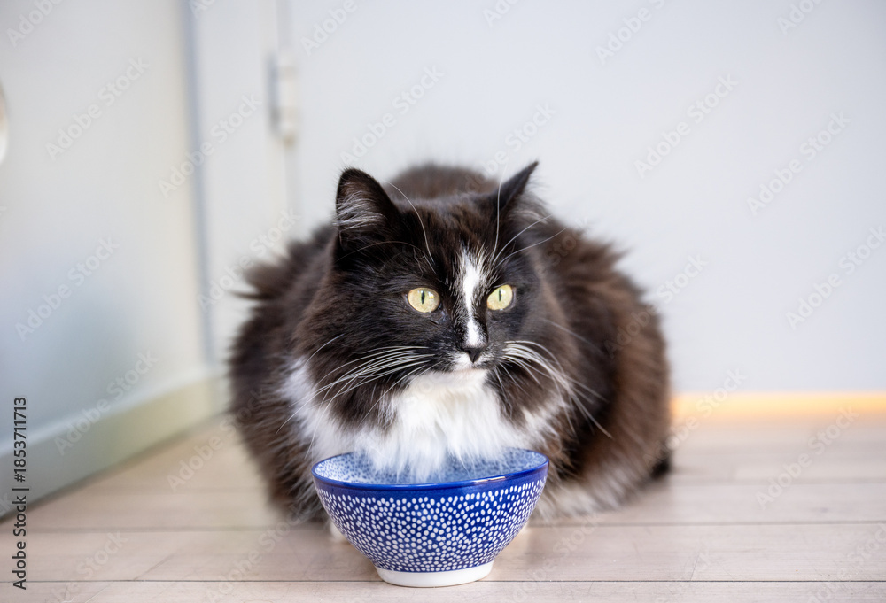 Naklejka premium Black and white cat drinking water from bowl indoors