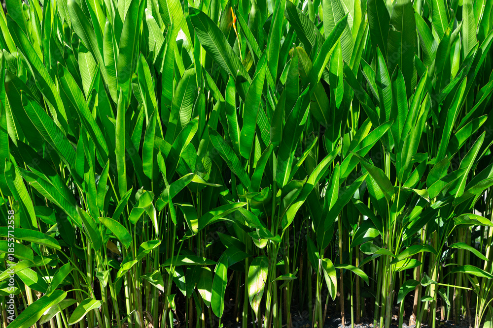 Obraz premium a dense cluster of Heliconia plants, known for their large, paddle-shaped leaves. Heliconias are tropical, herbaceous plants related to bananas, ginger, and the bird of paradise. 