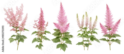 set of Astilbe chinensis commonly known as false goats beard on transparent background