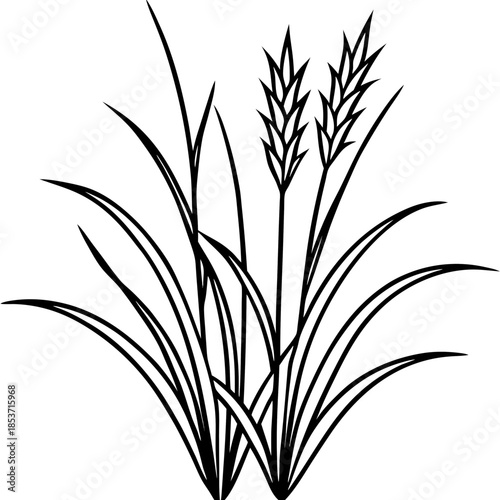 Perennial Ryegrass line art vector
