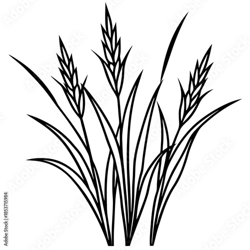 Perennial Ryegrass line art vector
