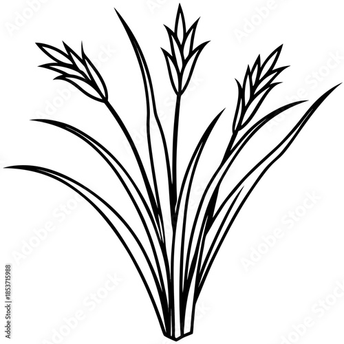 Perennial Ryegrass line art vector
