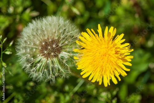 Blumenwiese mit Löwenzahnblumen im Fruchtstand; Deutschland