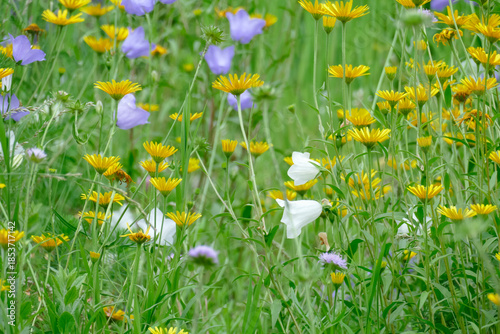 Blumenwiese mit Löwenzahnblumen, Deutschland