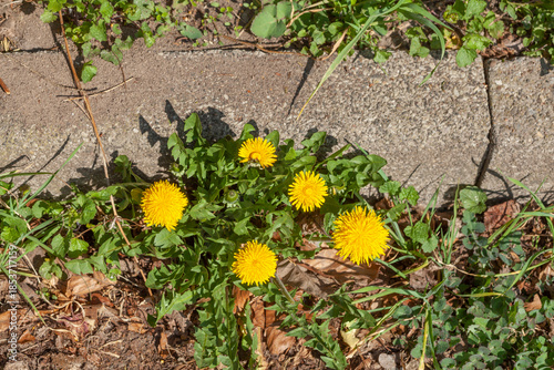Gelbe Löwenzahnblüte mit Bordstein, Draufsicht, Deutschland