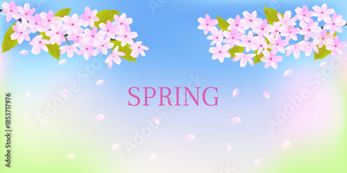 Spring background with the inscription Spring. Branches of flowering cherry blossoms against a blue sky with falling petals.
