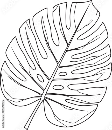 Outline drawing of Monstera leaf, tropical houseplant line art.