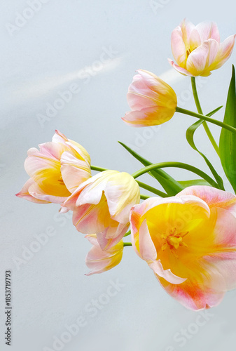 Spring tulips bunch over light grey background. Bright Tulips flower blooming...