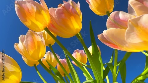 Spring tulips over blue sky background. Bright Tulips flower blooming in spring garden, sun light. Easter, Mother's Day concept. Spring garden tulip flowers blooming on flower bed, trendy gardening. 