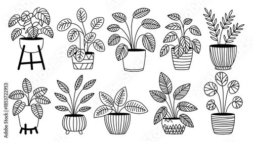Collection of various potted house plants in a simple line drawing style