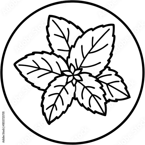 Mint line art vector