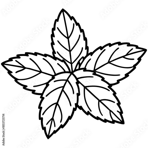 Mint line art vector