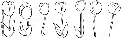 Hand Drawn Tulip Flower Line Art Vector Illustration eps10