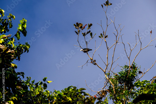 Bird perched on tree branch against clear blue sky in Mount Harriet National Park, Andaman Islands, India
