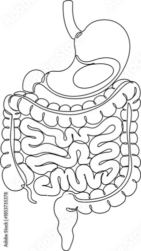 Human Digestive System Line Art Anatomy Illustration