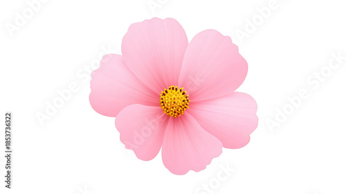 Pink flower delicate petal yellow center botanical nature spring isolated closeup soft romantic blooming perfect for floral design and decoration