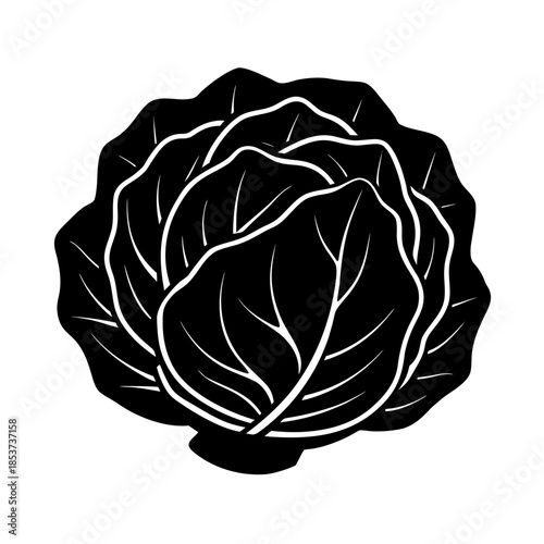 vector clip art cabbage on white background for web and graphic design