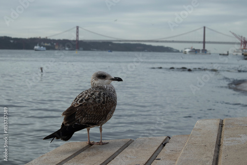 A seagull is resting on the beach deck.바닷가 데크에서 갈매기가 쉬고있습니다.