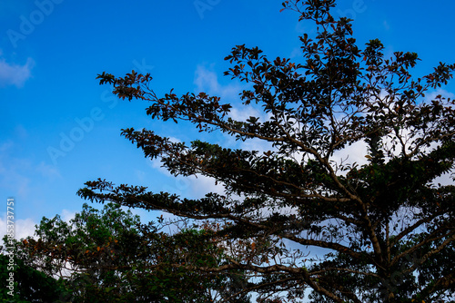 Clear Blue Sky Framed by Lush Green Tree Canopy
