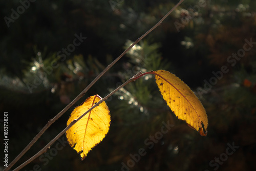 As autumn came, the leaves and grass turned a vibrant red.가을이 되어 나뭇잎과 풀들이 온통 울긋불긋 붉은색으로 물들었습니다.