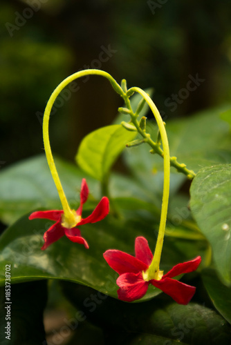 The red flowers of the combretum indicum are in bloom.붉은 색의 사군자꽃이 피었습니다.