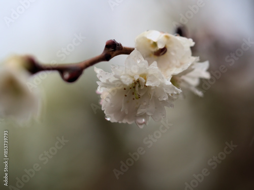 雨の降った12月に咲いたサクラ「子福桜（コブクザクラ）」
