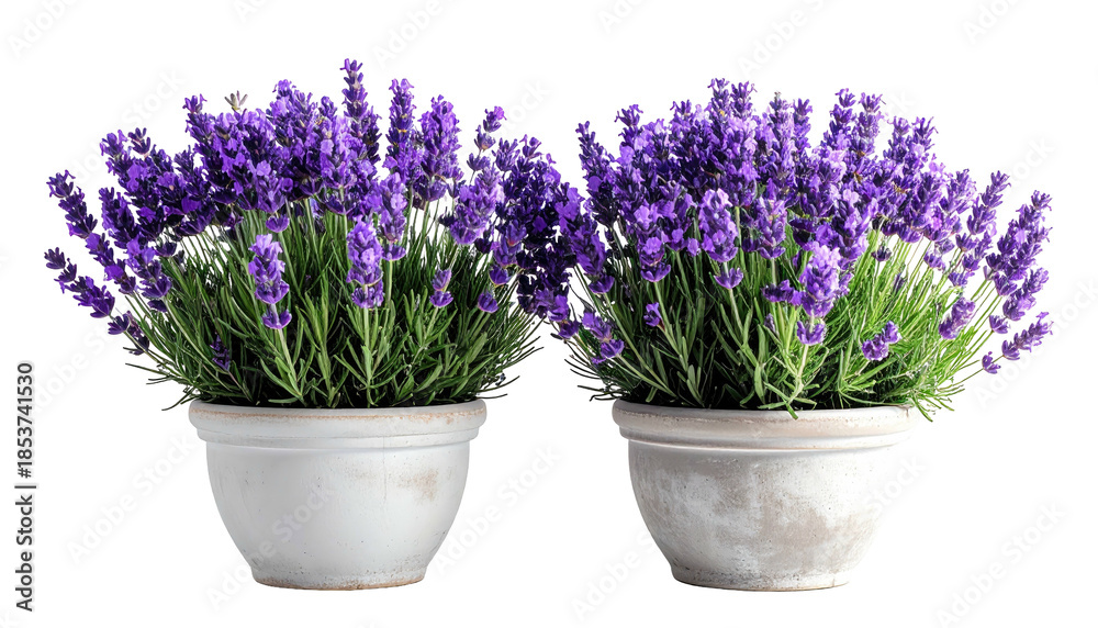 Fototapeta premium Two pots filled with vibrant purple flowering plants against a black backdrop