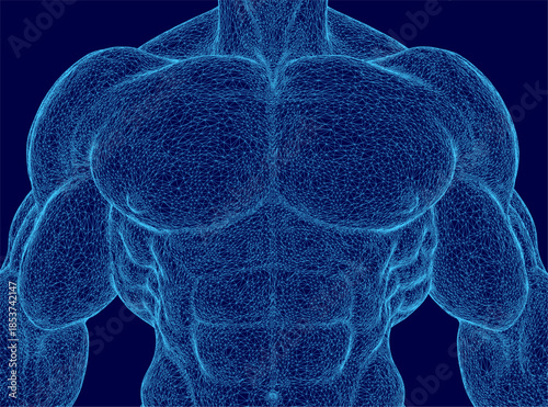 A detailed 3D wireframe of an athletic male torso reveals complex muscular anatomy against a solid blue background.
