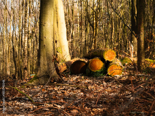 Cut logs in a forest