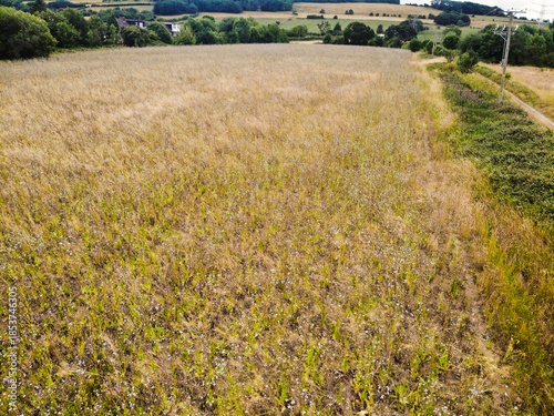 Chicory crop field ripe ready for harvest