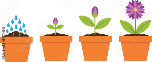 Plant growth stages illustration showing watering seedling budding flowering process in pots isolated vector gardening concept educational timeline development cycle
