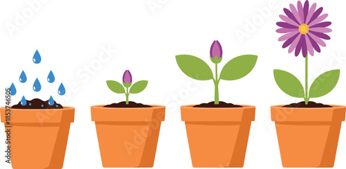 Plant growth stages in flower pots illustration, watering seedling sprout blooming flower process, gardening concept vector isolated white background design