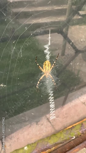 A spider lives on the window; its programming has malfunctioned – instead of a normal web, it has stitched a zig-zag pattern of its fiber, like a sewing machine.