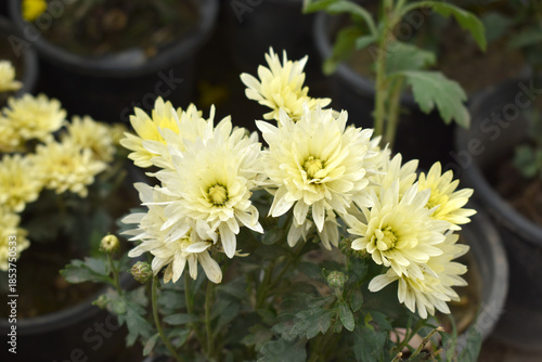 Beautiful White yellow chrysanthemum flowers closeup in the winter garden, Closeup of Chrysanthemum flower, Field of the White yellow Chrysanthemum, Beautiful White yellow flower blooming in nature.